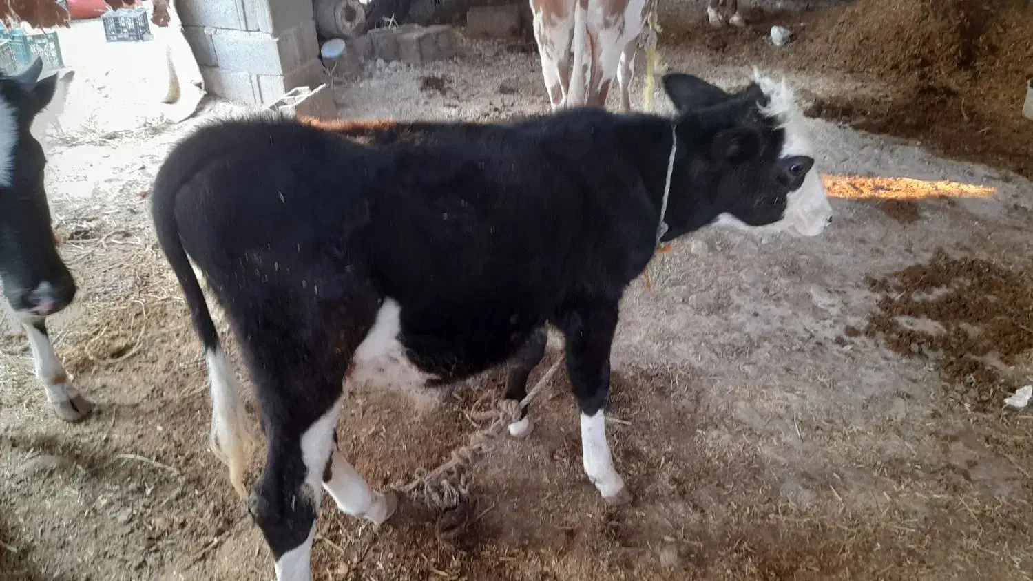 گاو سیمینتال اصل با گوساله|حیوانات مزرعه|آبدان, |دیوار