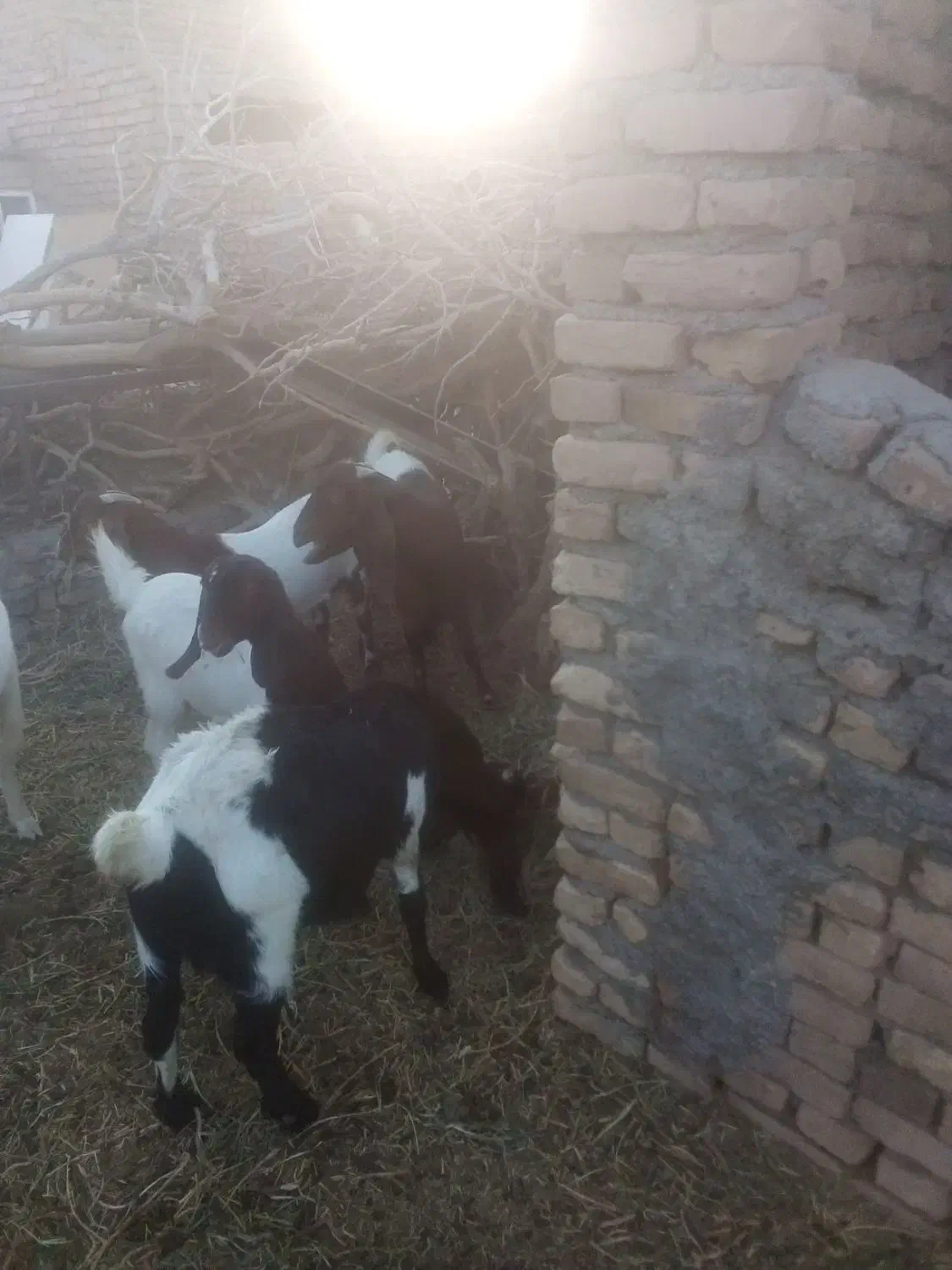 بزپاکستانی|حیوانات مزرعه|مه ولات, |دیوار