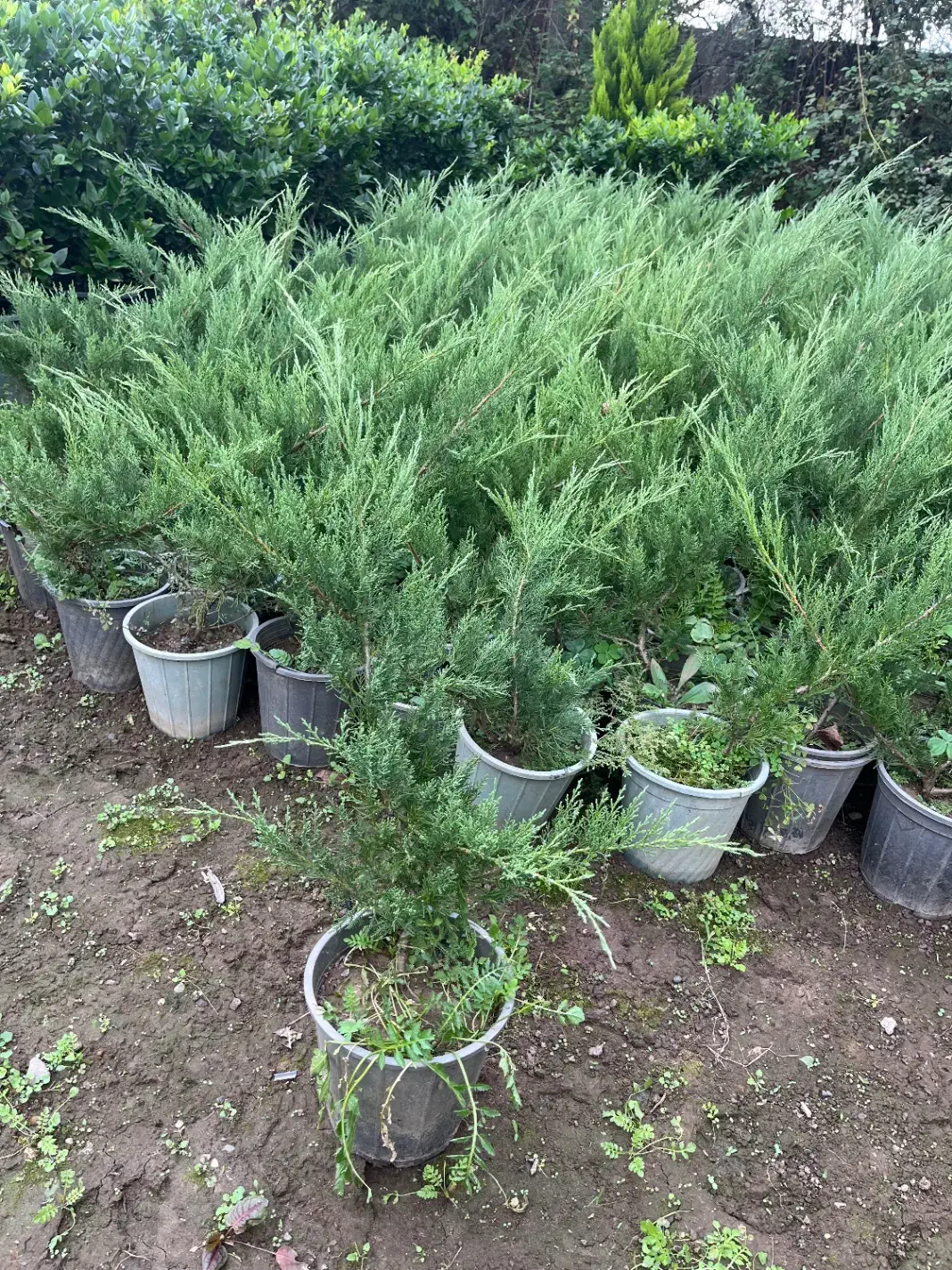 تولیدو فروش گلهای بیرونی و کاج لاوسون|خدمات باغبانی و درختکاری|عباسآباد, |دیوار