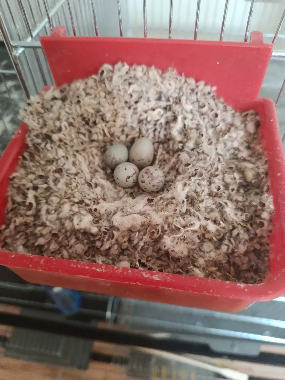 یه جفت قناری|پرنده|شاهین‌شهر, نبوت|دیوار