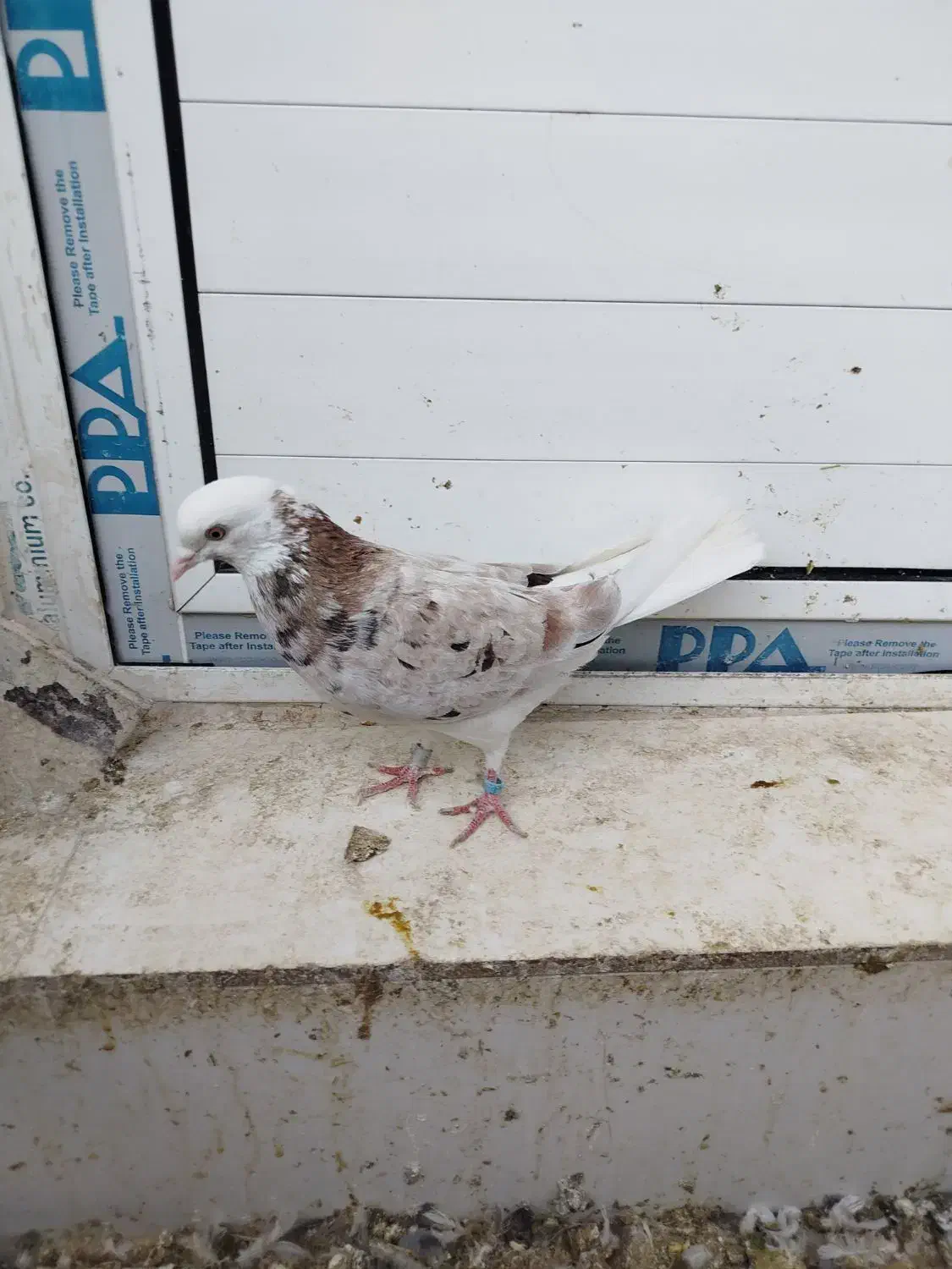 کبوتر تهرانی زوردار|پرنده|سرپل ذهاب, |دیوار