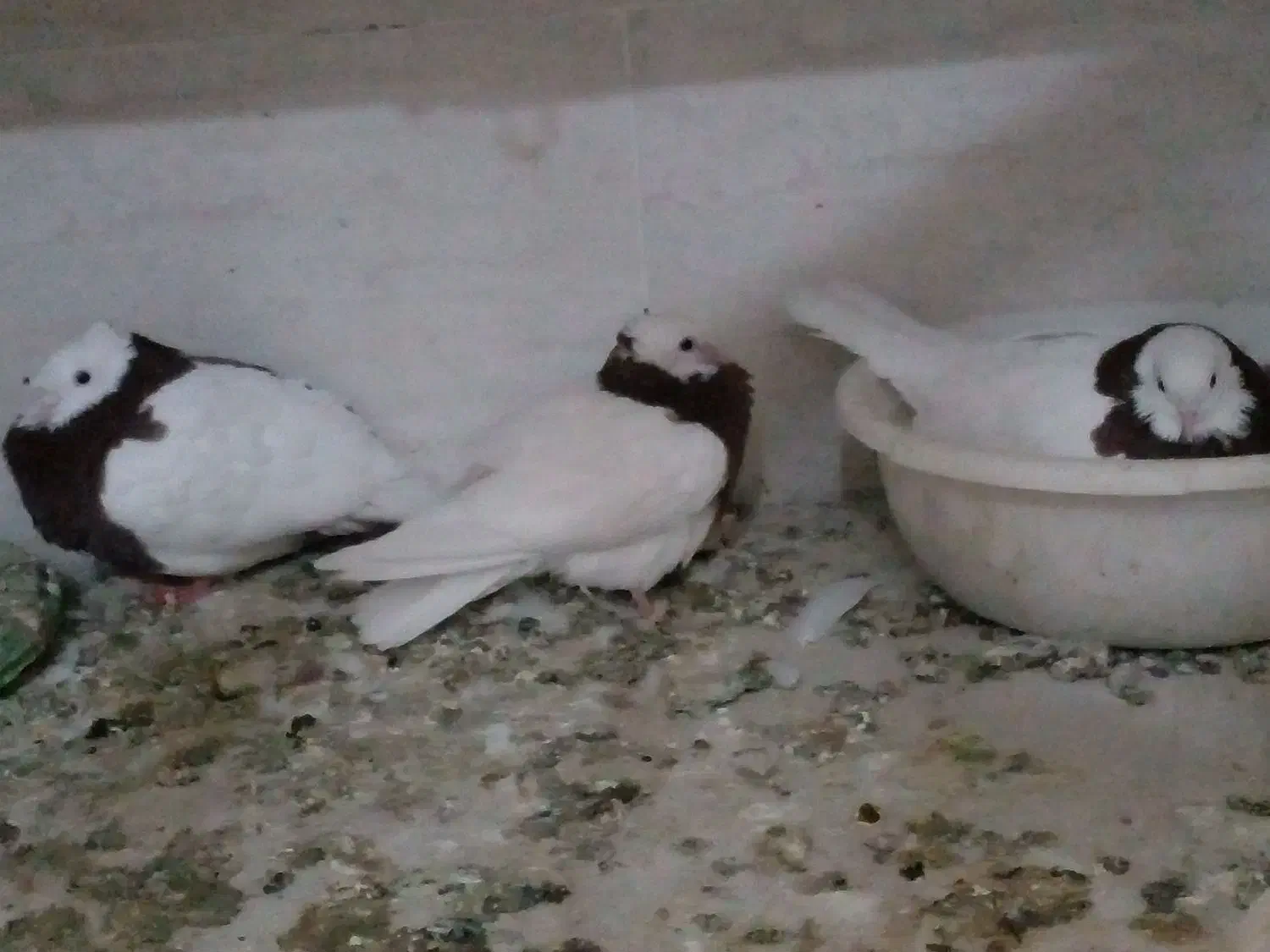 کبوتر طوقی|پرنده|کاشمر, |دیوار