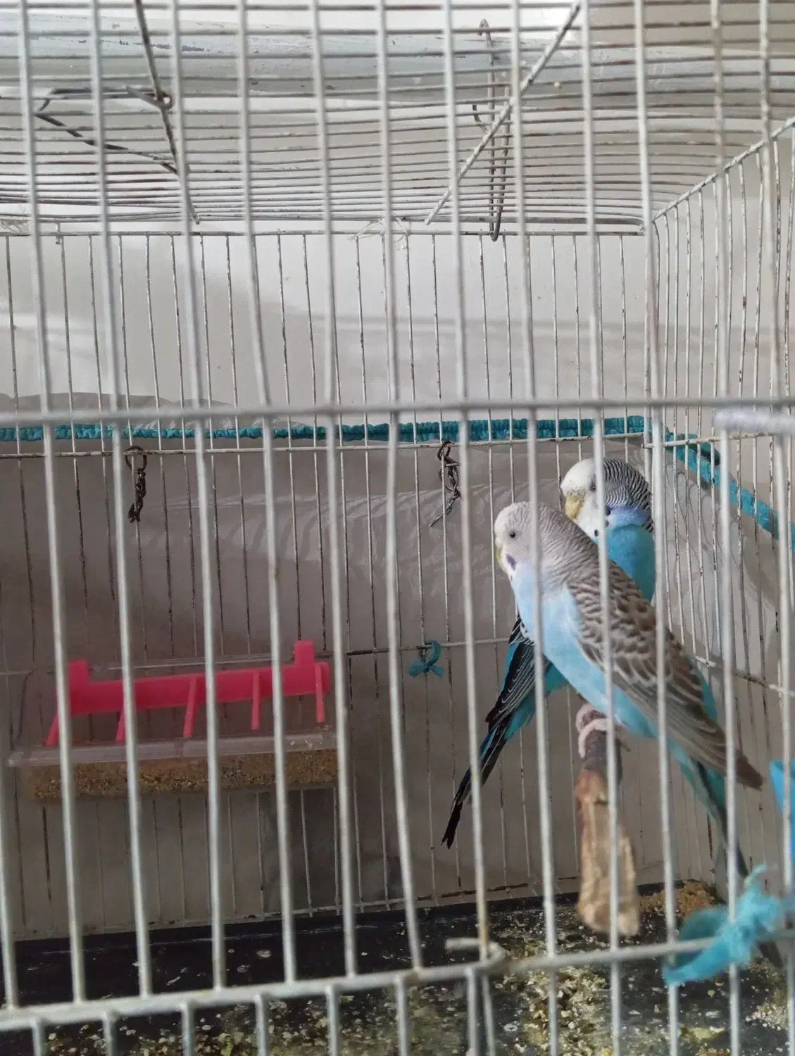 مرغ عشق|پرنده|تاکستان, |دیوار