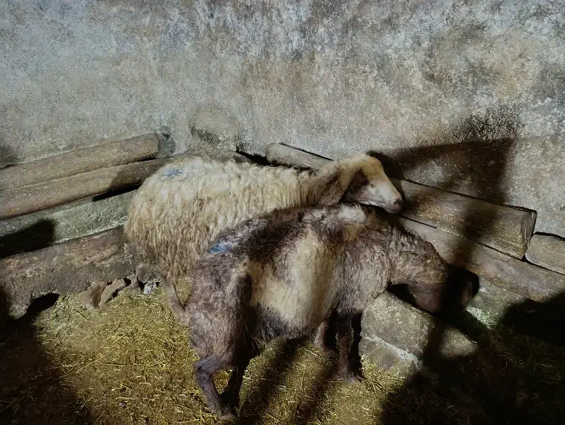 گوسفند و بز|حیوانات مزرعه|دهگلان, |دیوار