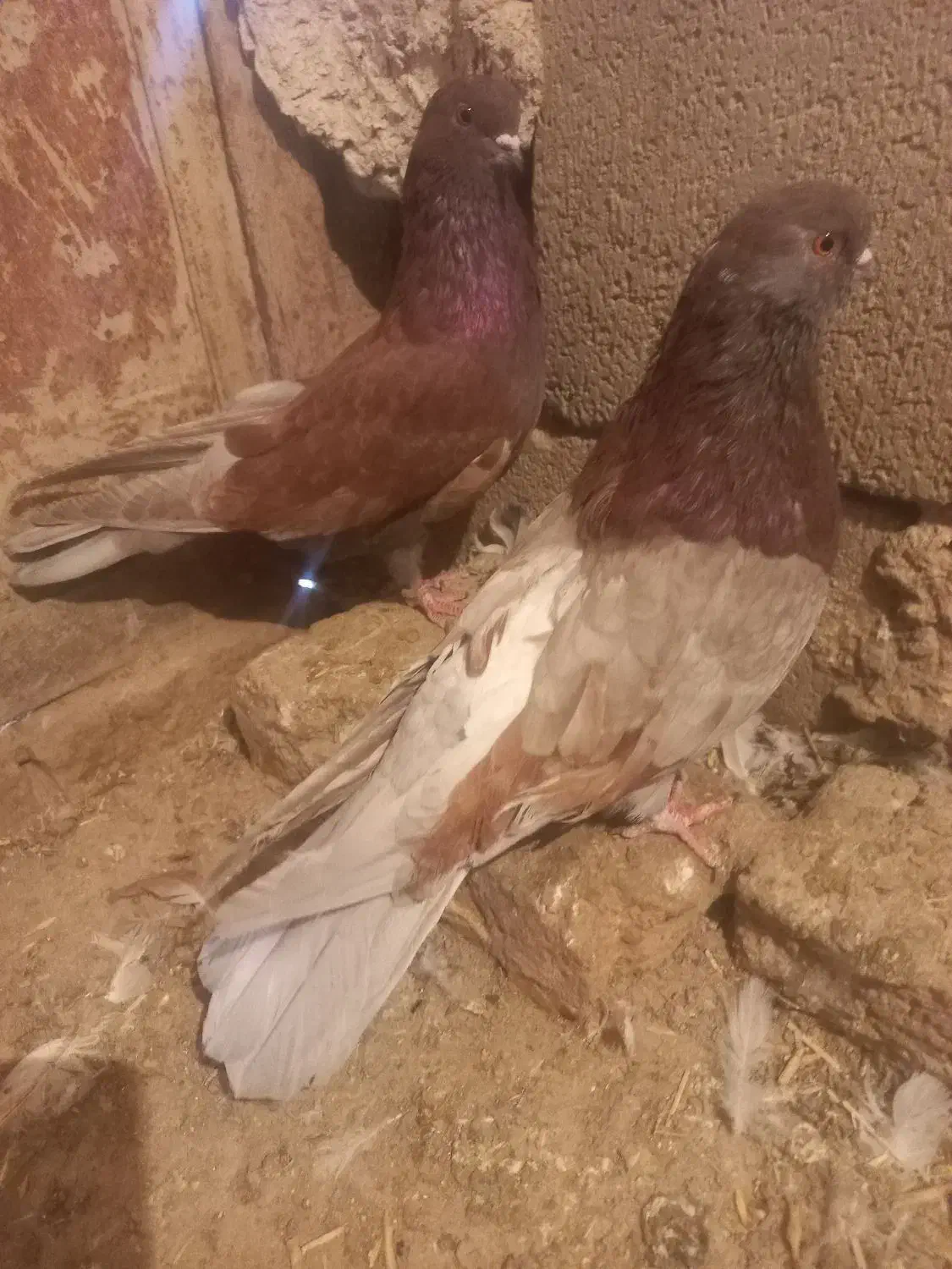 طوقی|پرنده|اردبیل, |دیوار