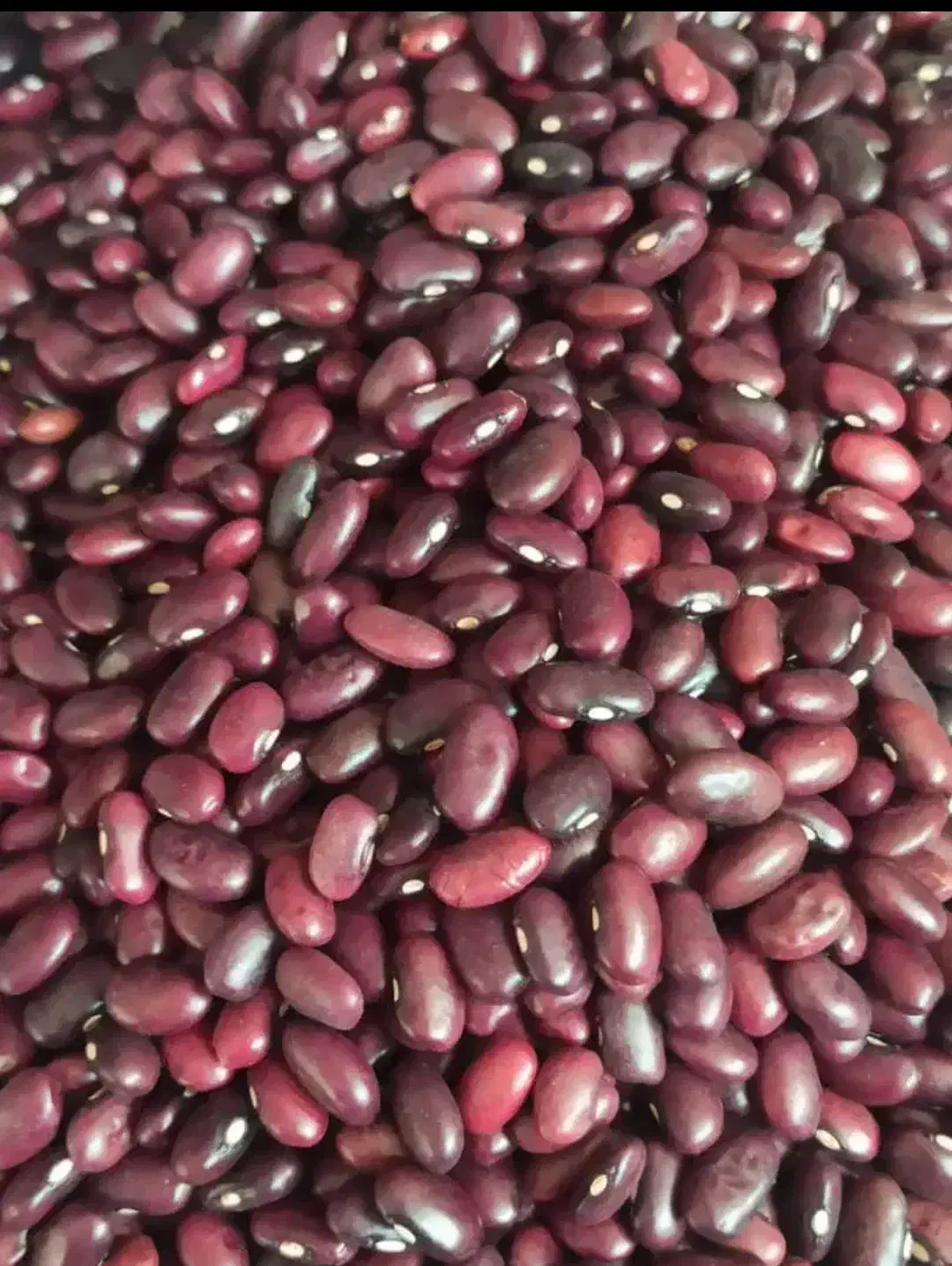 لوبیا قرمز|خوردنی و آشامیدنی|شیراز, بازار|دیوار