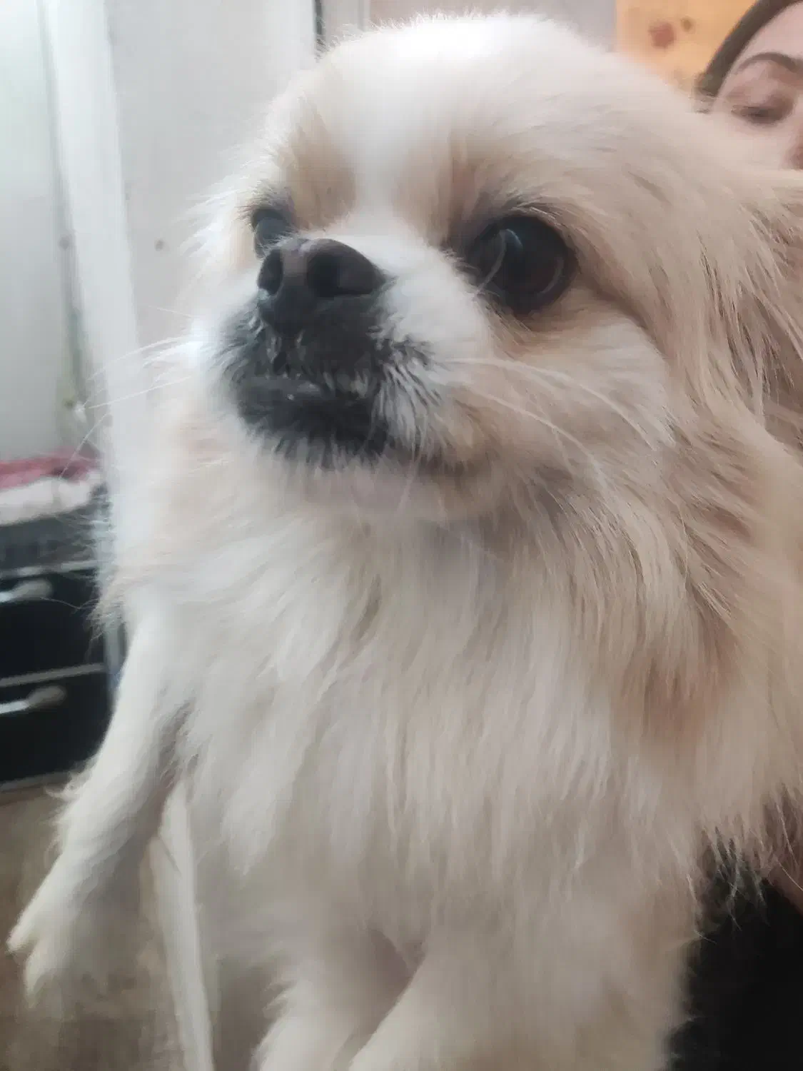 فروش سگ پاکوتا|سگ|جلفا, |دیوار