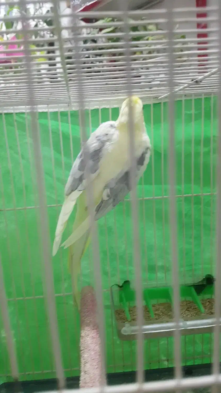 عروس هلندی نر دوکت زعفرانی بالغ|پرنده|کلاله, |دیوار