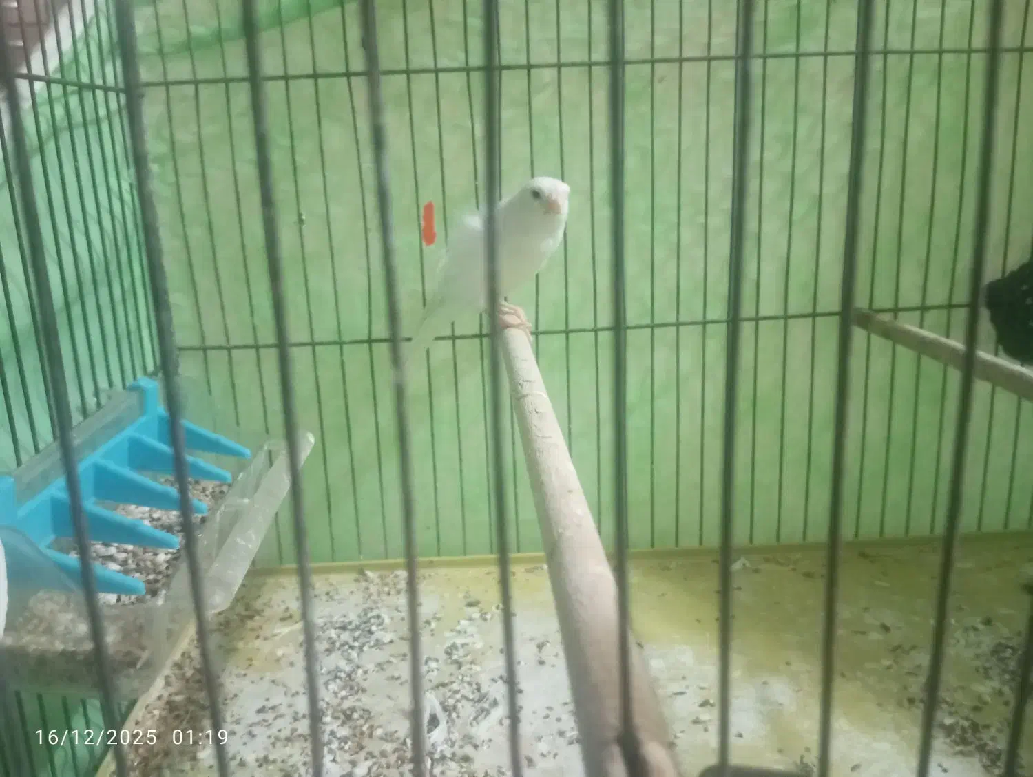 قناری نر سفید|پرنده|قرچک, شهرک طلائیه|دیوار