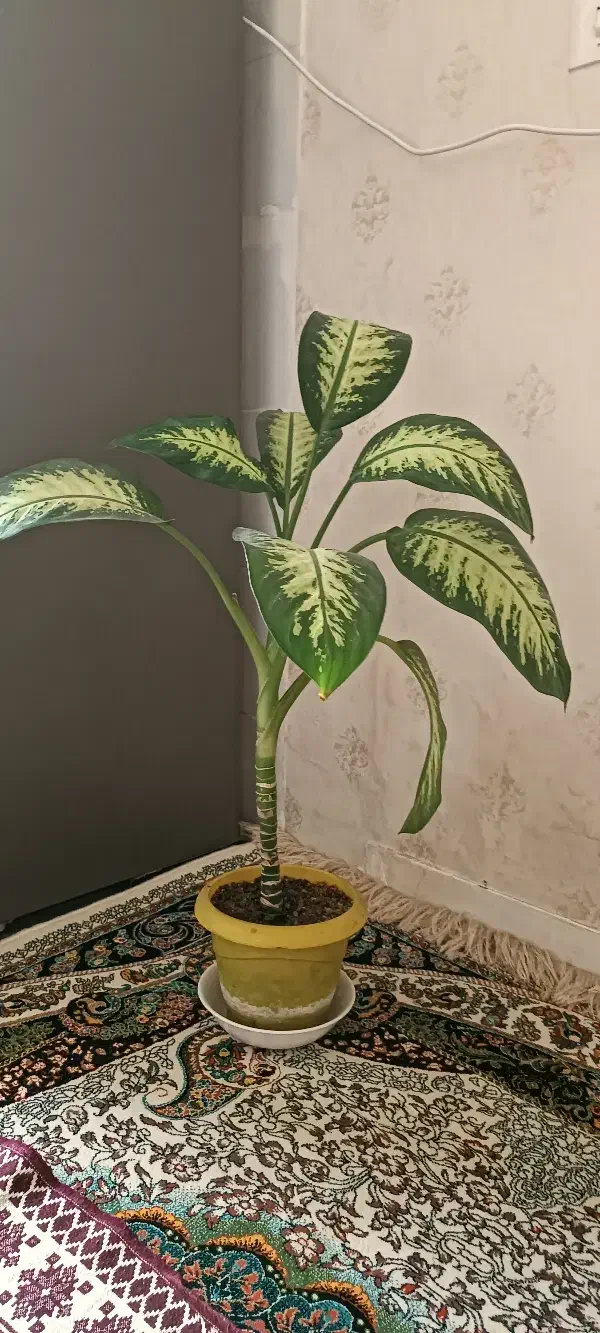 گل وگیاه|گل و گیاه طبیعی|کرج, آق تپه|دیوار