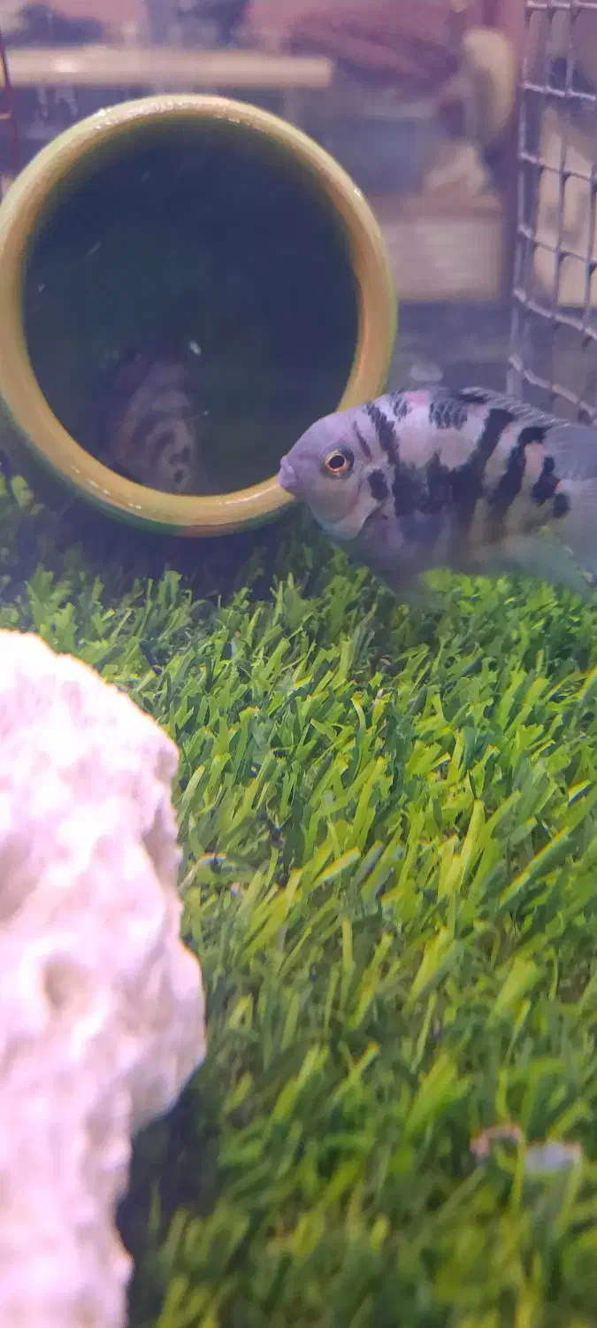 ماهی پرت پلار|ماهی|تهران, منیریه|دیوار