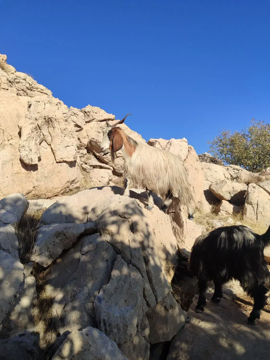 سی راس بز جوان|حیوانات مزرعه|اندیمشک, |دیوار