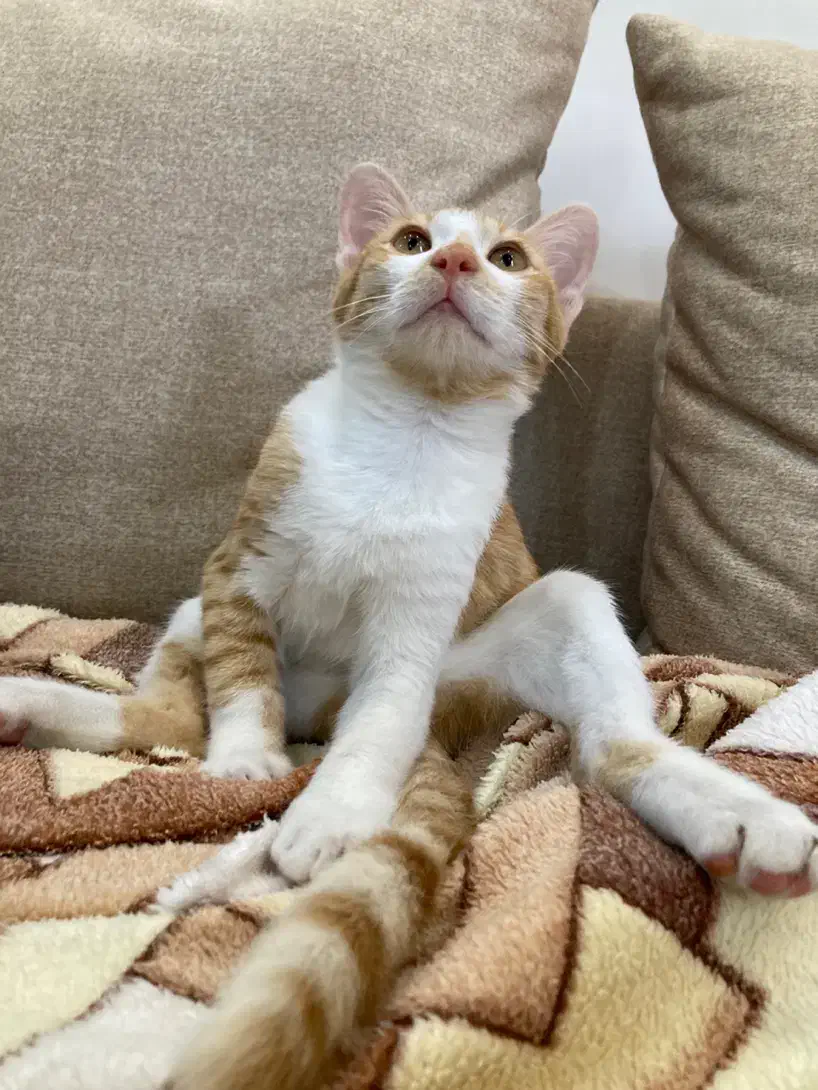 واگذاری گربه خونگی|گربه|رشت, امین الضرب|دیوار