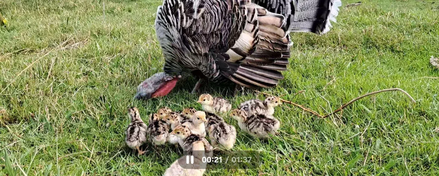 جوجه بوقلمون محلی سه روزه|حیوانات مزرعه|لنگرود, |دیوار