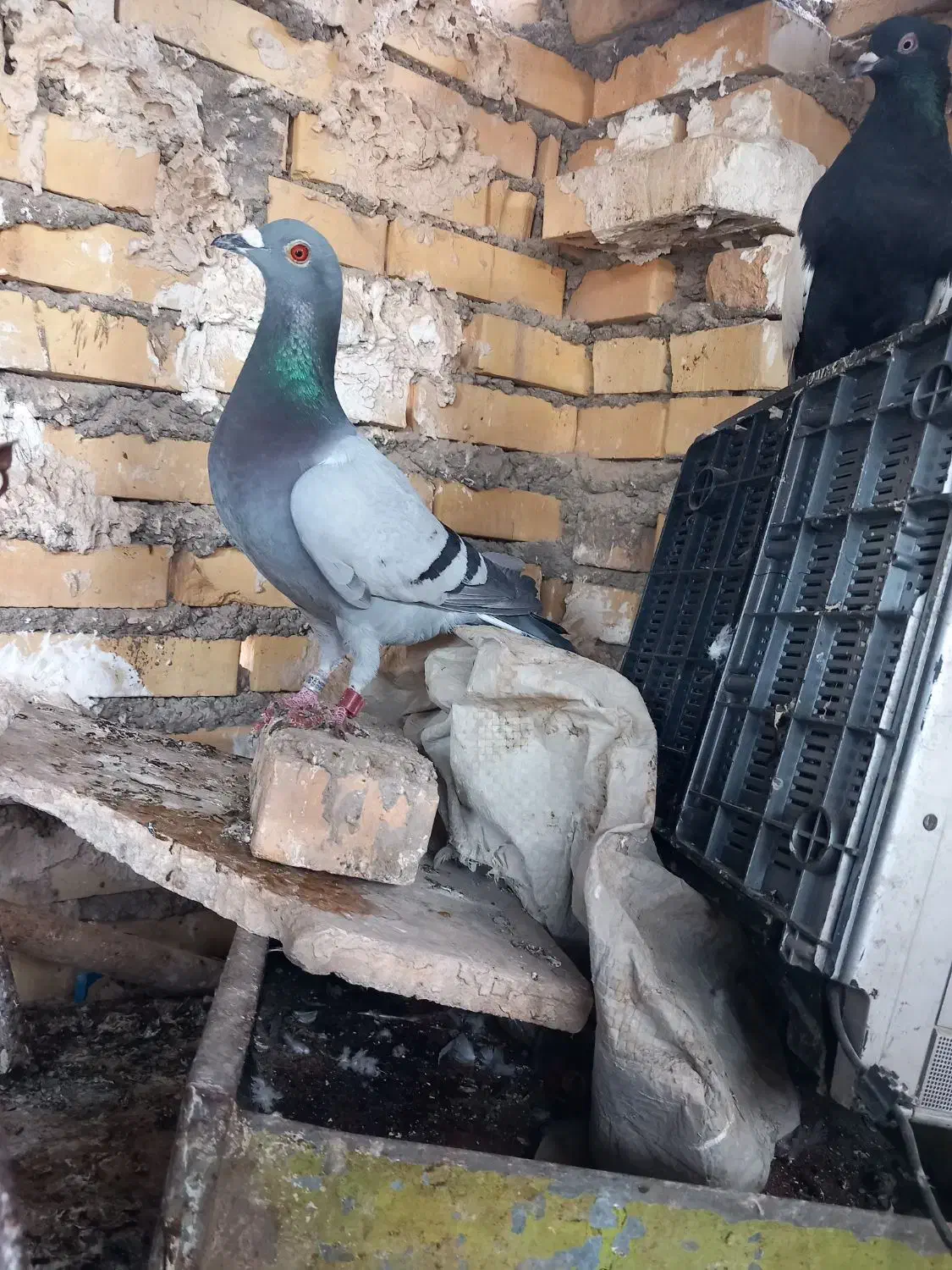 عراقی|پرنده|خرمشهر, |دیوار