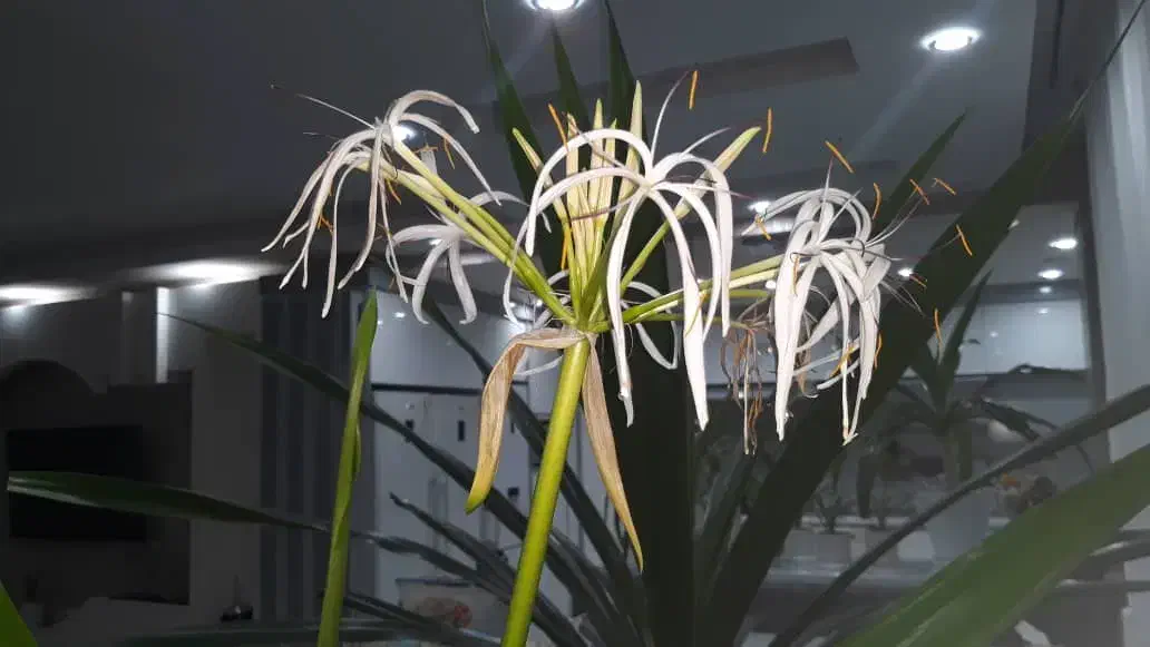 غول ملکه گل دار|گل و گیاه طبیعی|بروجرد, |دیوار