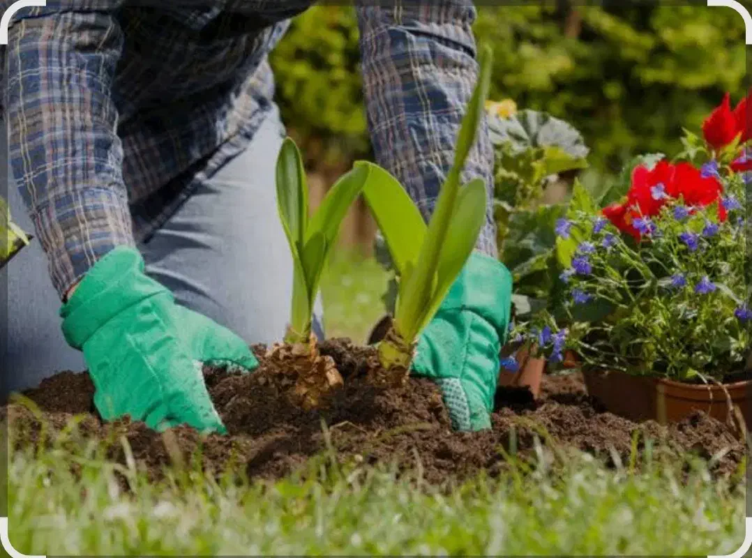 باغبانی|خدمات باغبانی و درختکاری|کتالم و سادات شهر, |دیوار