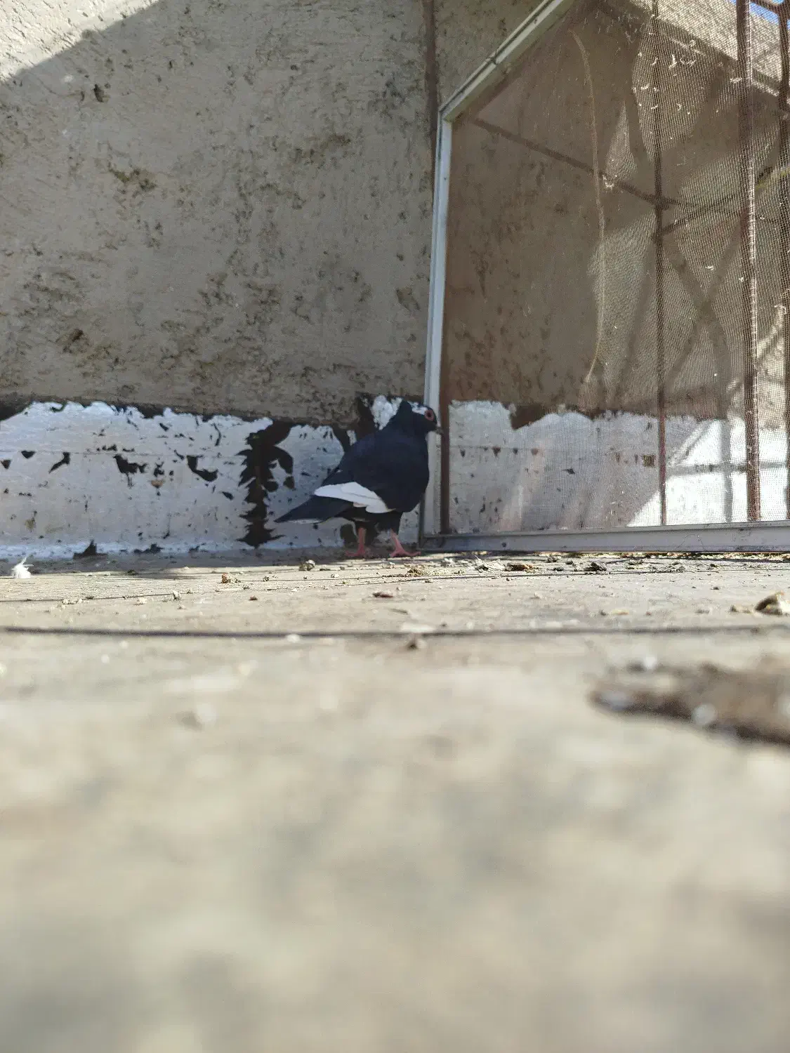 دونهی 200|پرنده|حاجی آباد, |دیوار