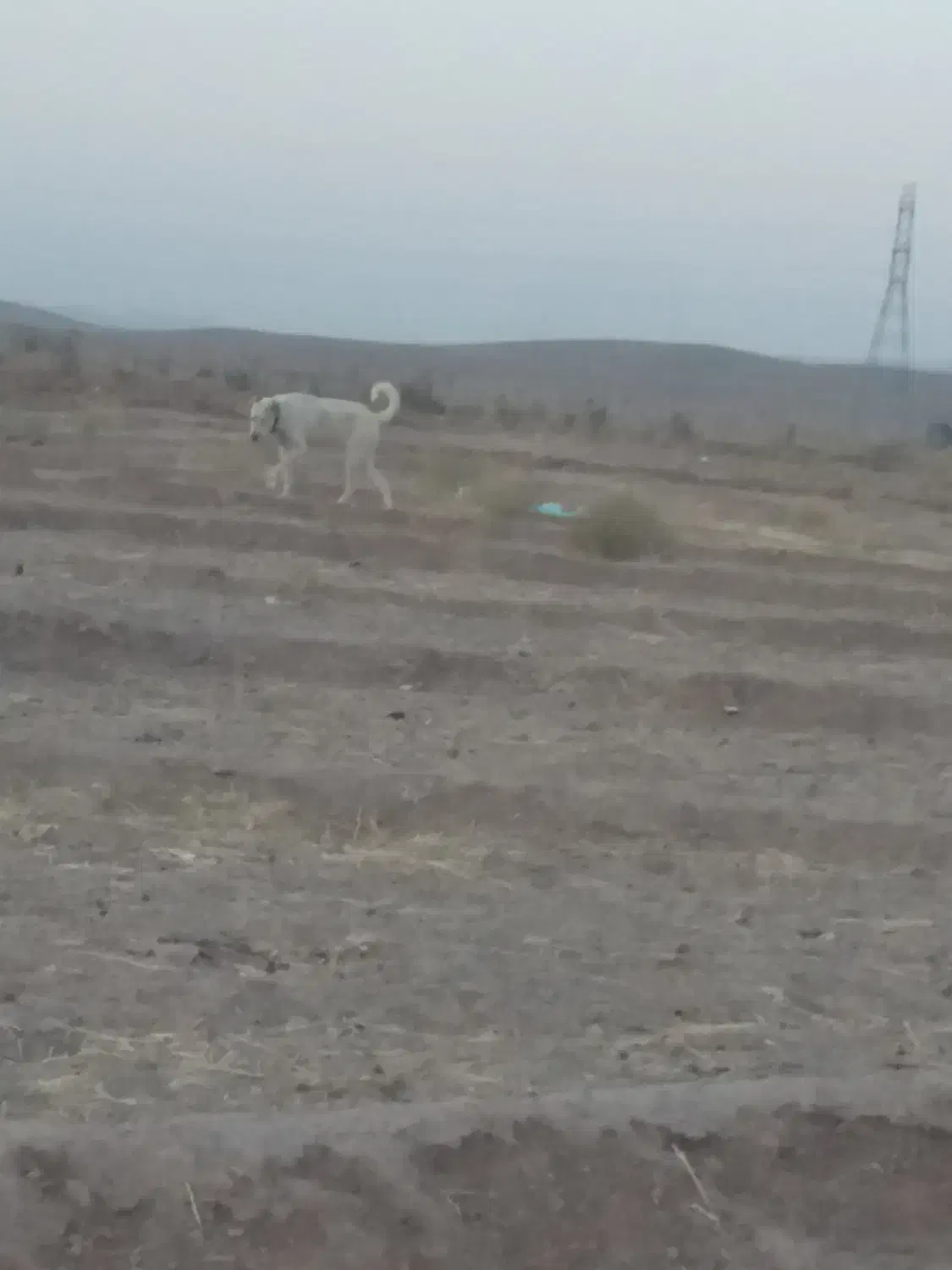 واگذاری ماده|سگ|تربتحیدریه, پایانه مسافربری تربت حیدریه|دیوار