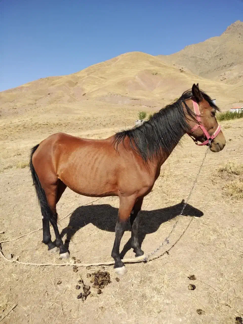 اسب مادیان|اسب و تجهیزات اسب‌سواری|هشتگرد, هیو|دیوار