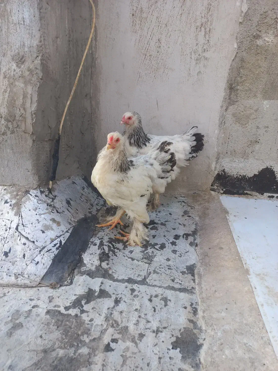 برهما لایت|حیوانات مزرعه|هشتگرد, شهرک بعثت|دیوار