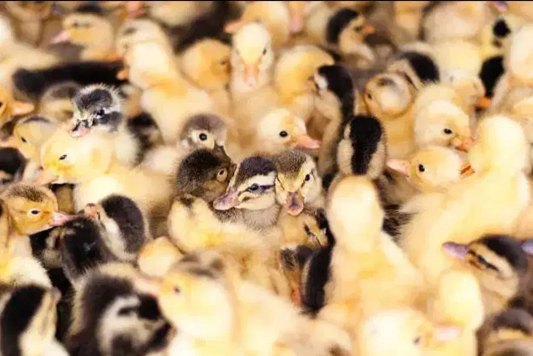 تولیدتهران جوجه رنگی گوشتی محلی اردک بوقلمون غاز|حیوانات مزرعه|تهران, کرمان|دیوار