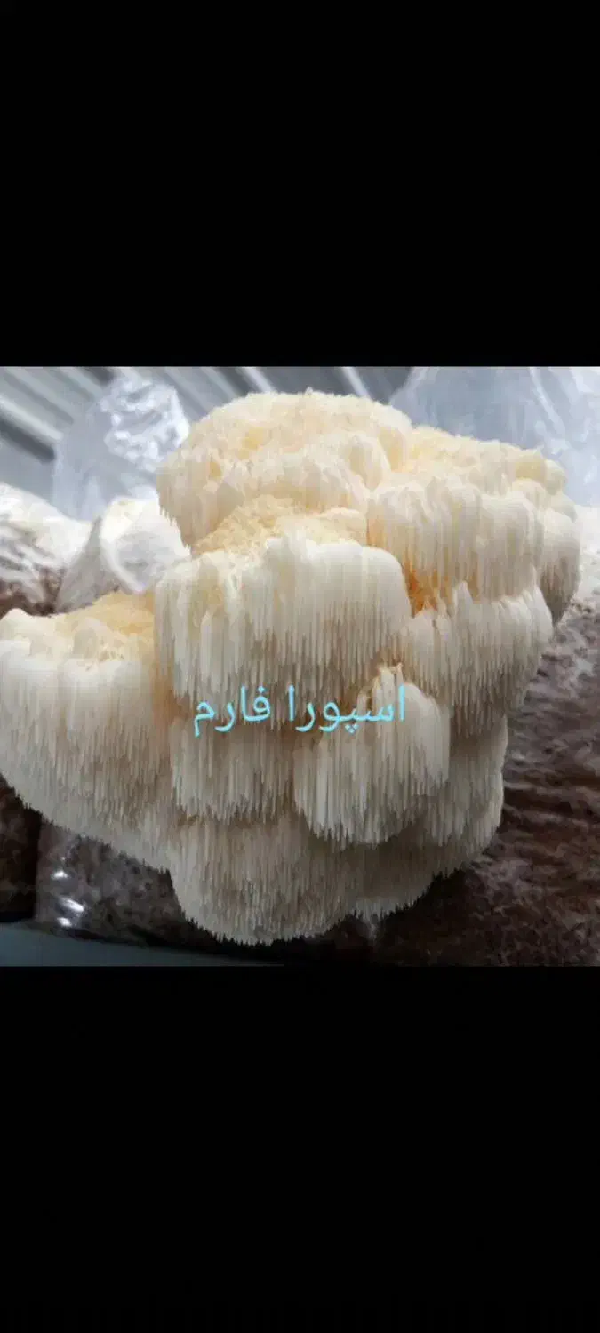 فروش بذر قارچ دکمه ای،صدفی، شیتاکه و یال شیر|گل و گیاه طبیعی|گرگان, |دیوار