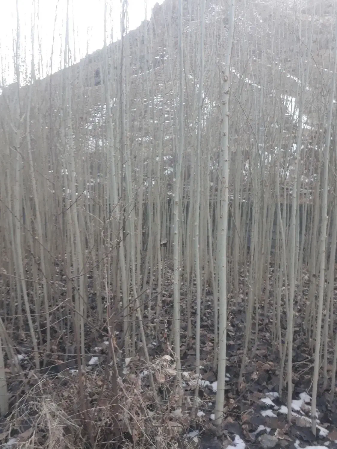 نهال صنوبر|گل و گیاه طبیعی|خوی, |دیوار