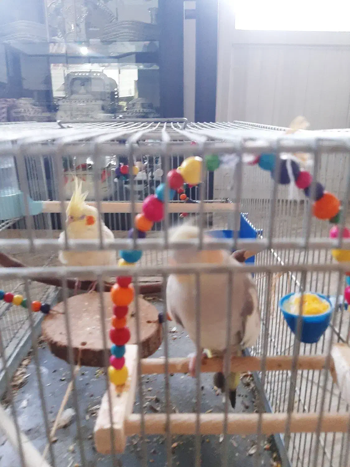 عروس هلندی نر وماده|پرنده|اصفهان, کشاورزی|دیوار