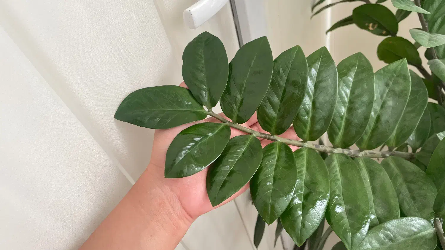 گل زاموفیلیا|گل و گیاه طبیعی|قم, سعادتی|دیوار