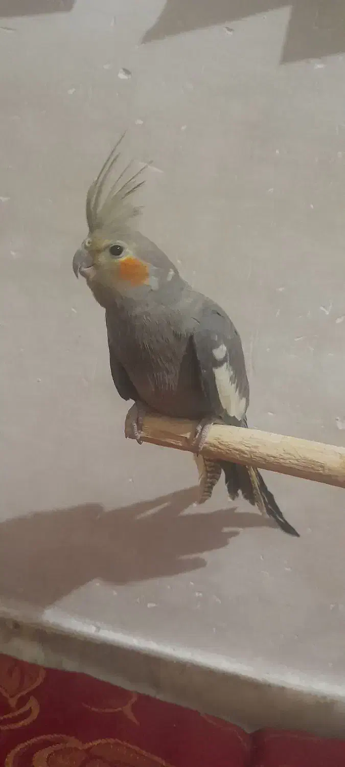 عروس هلندی سینامون نیم رام جوجه ۹ ماهه نر|پرنده|زرند, |دیوار