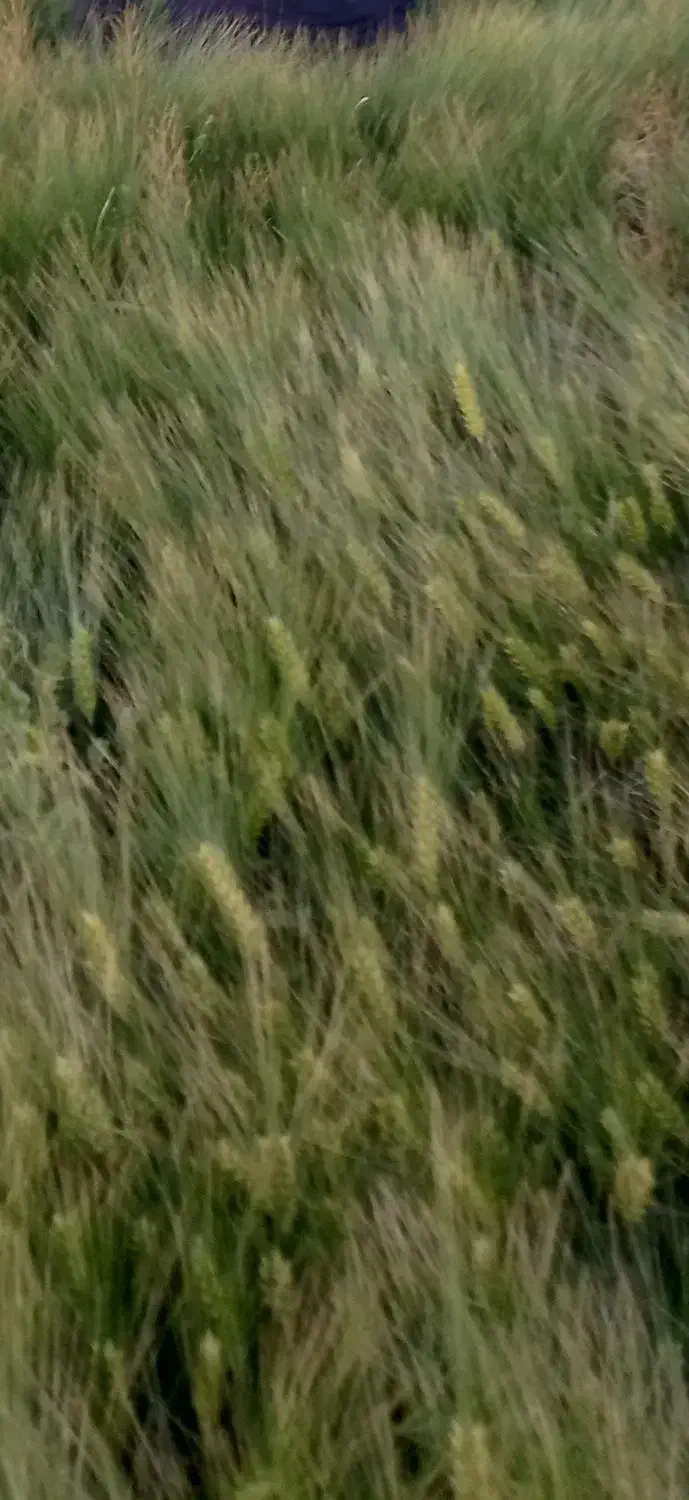 بذر جو آبی رقم بهمن|عمدهفروشی|لالجین, |دیوار