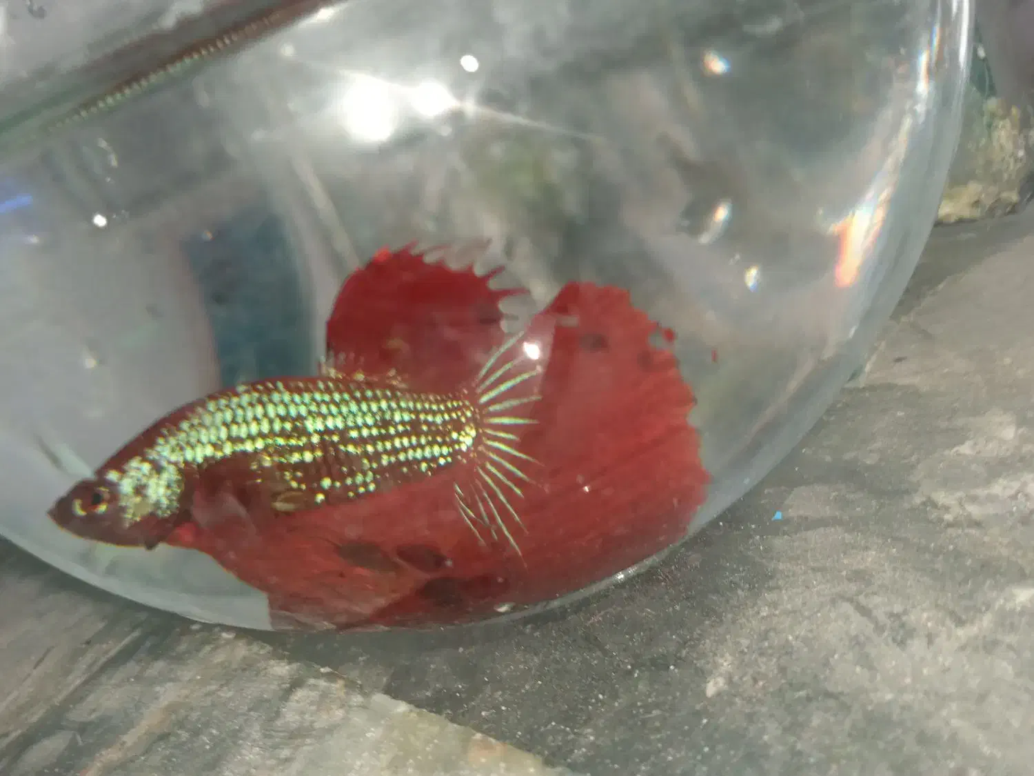 ماهی فایتر هالفمون|ماهی|اصفهان, لیمجیر|دیوار