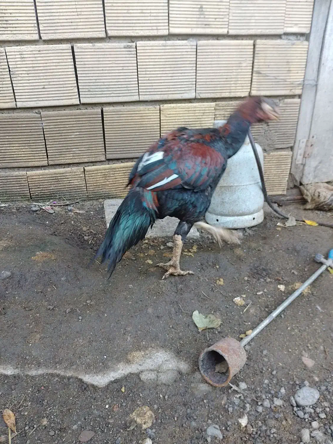 مرغ و خروس لاری دانگ بالا|حیوانات مزرعه|چوبر, |دیوار