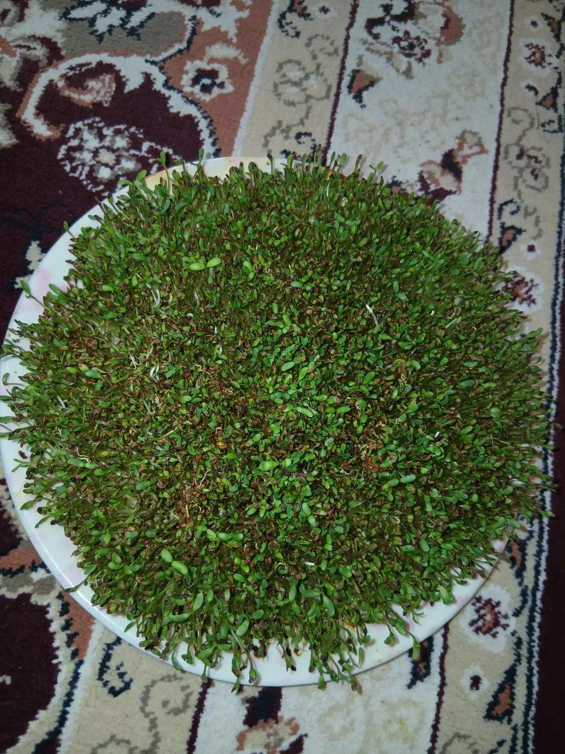 بذر یونجه بمی|خدمات باغبانی و درختکاری|شیراز, زیباشهر|دیوار