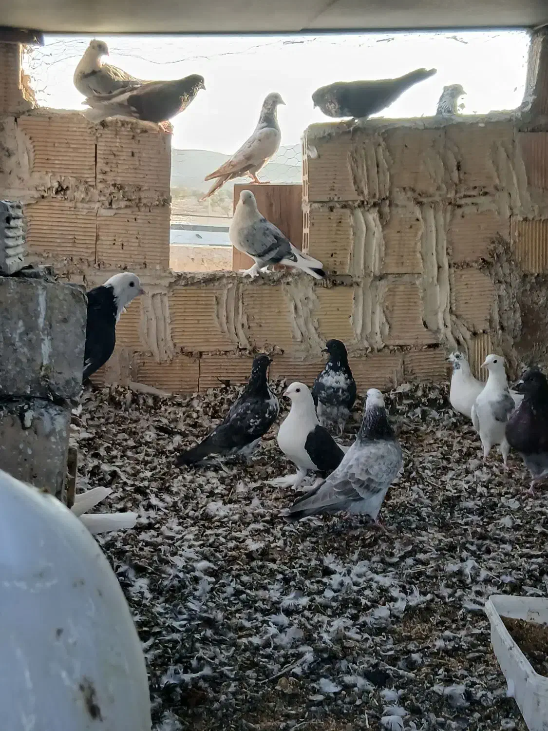 کبوتر پرشی وتزئینی|پرنده|تیران, |دیوار