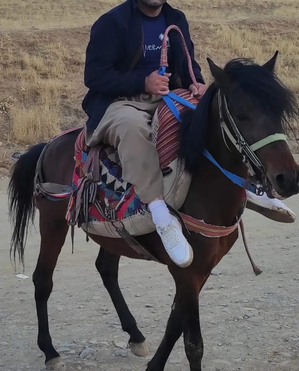 اسب یورقه 5 سال|اسب و تجهیزات اسبسواری|مهاباد (آذربایجان غربی), |دیوار