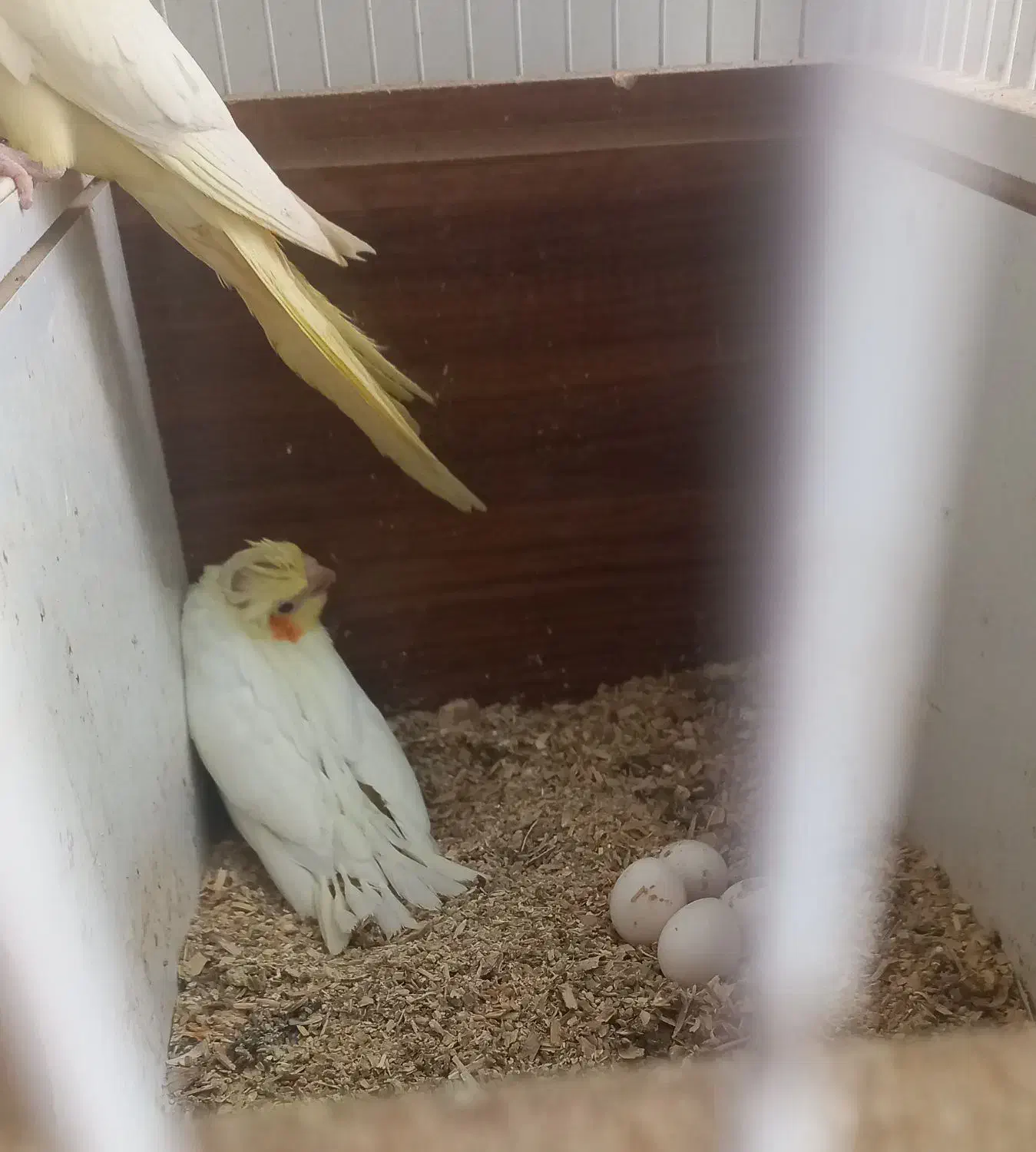 عروس هلندی|پرنده|نی‌ریز, |دیوار