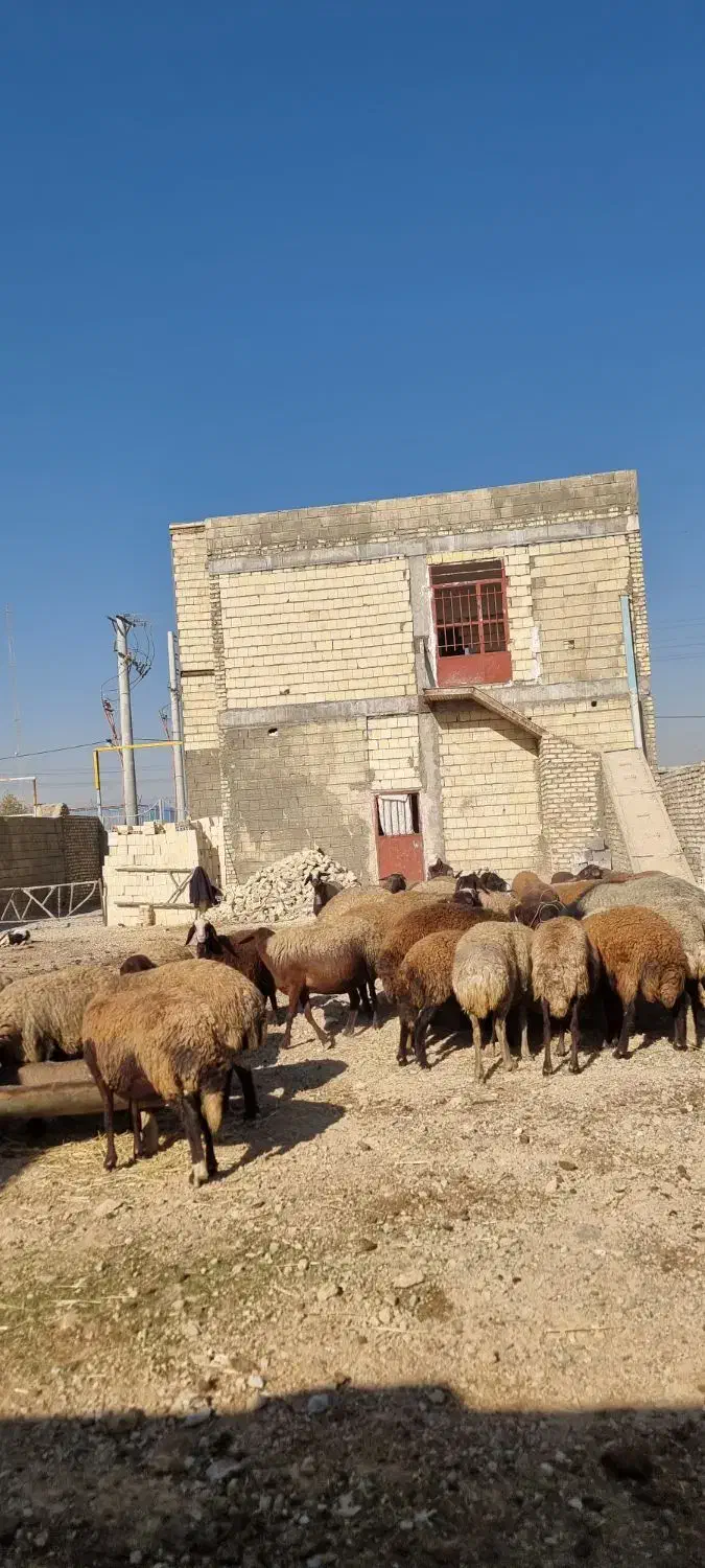 دامداری مخصوص گوسفند ۵۰۰متری|اجارهٔ دفتر صنعتی، کشاورزی، تجاری|اصفهان, قهجاورستان|دیوار