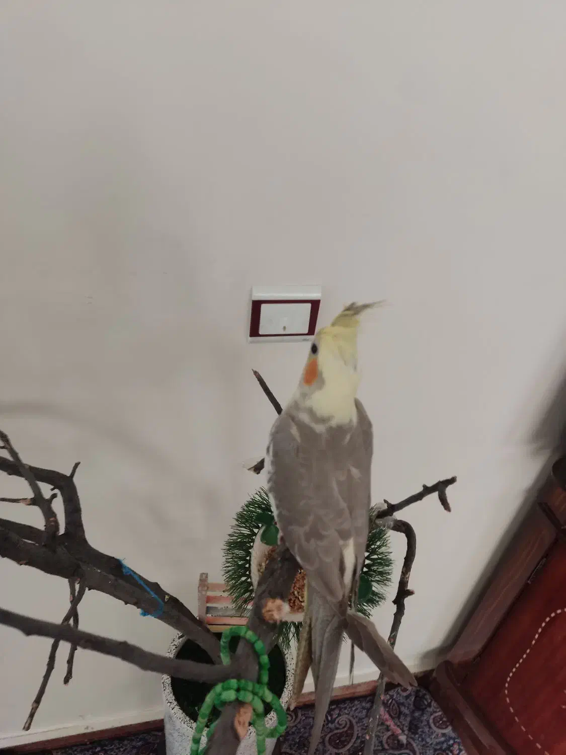 پرنده|پرنده|مرند, |دیوار