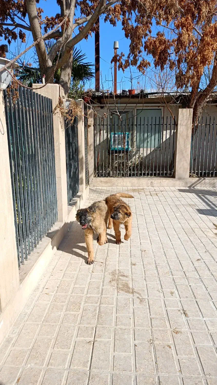 سگ سرابی|سگ|کرج, فاز ۱ مهرشهر|دیوار