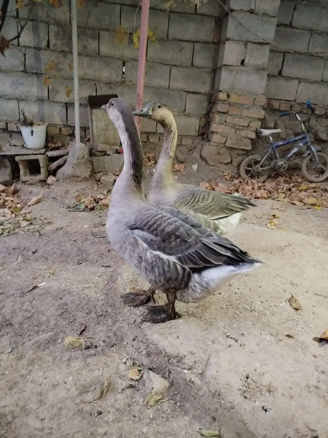 غوقاز|حیوانات مزرعه|تویسرکان, |دیوار