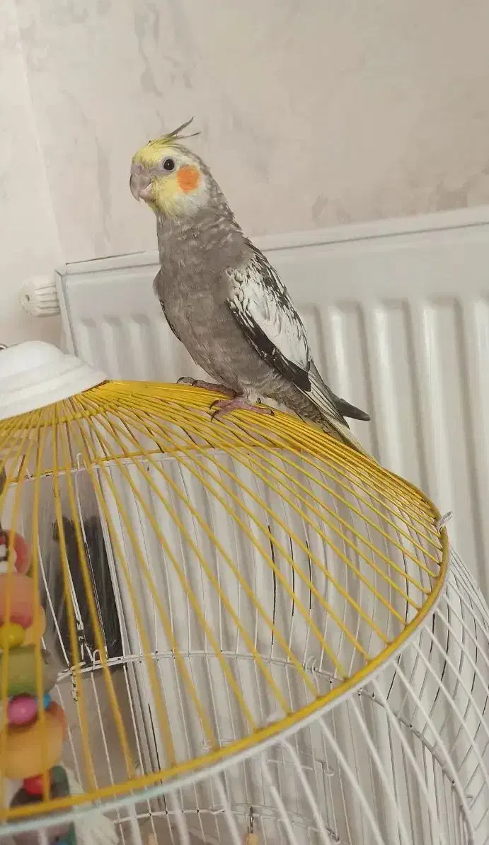 فروش یا معاوضه با قناری|پرنده|بروجرد, |دیوار