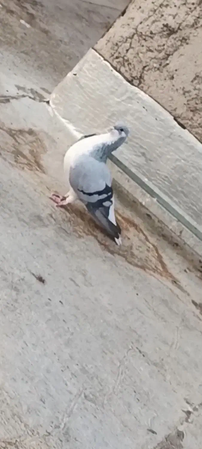 بدرنگ ماده|پرنده|اقبالیه, |دیوار