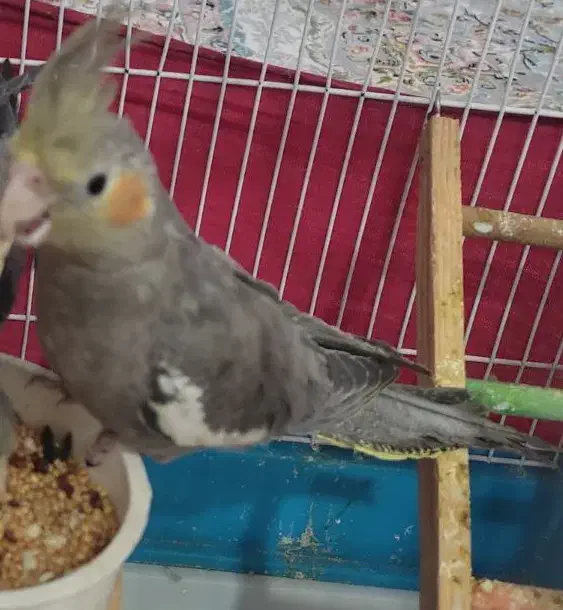 عروس هلندی|پرنده|اهواز, کوی صادقیه|دیوار