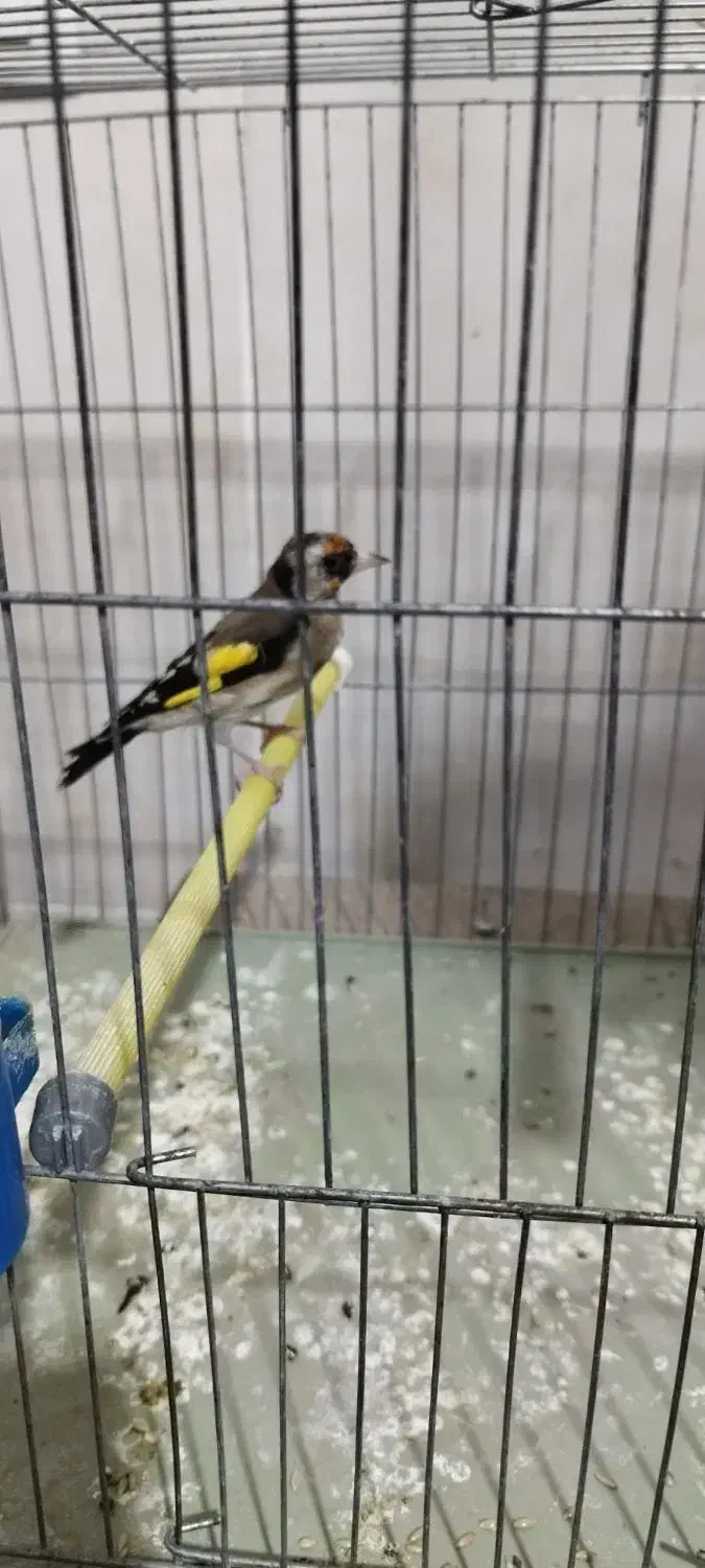 سهره نر|پرنده|فولادشهر, مسکن مهر فولادشهر|دیوار