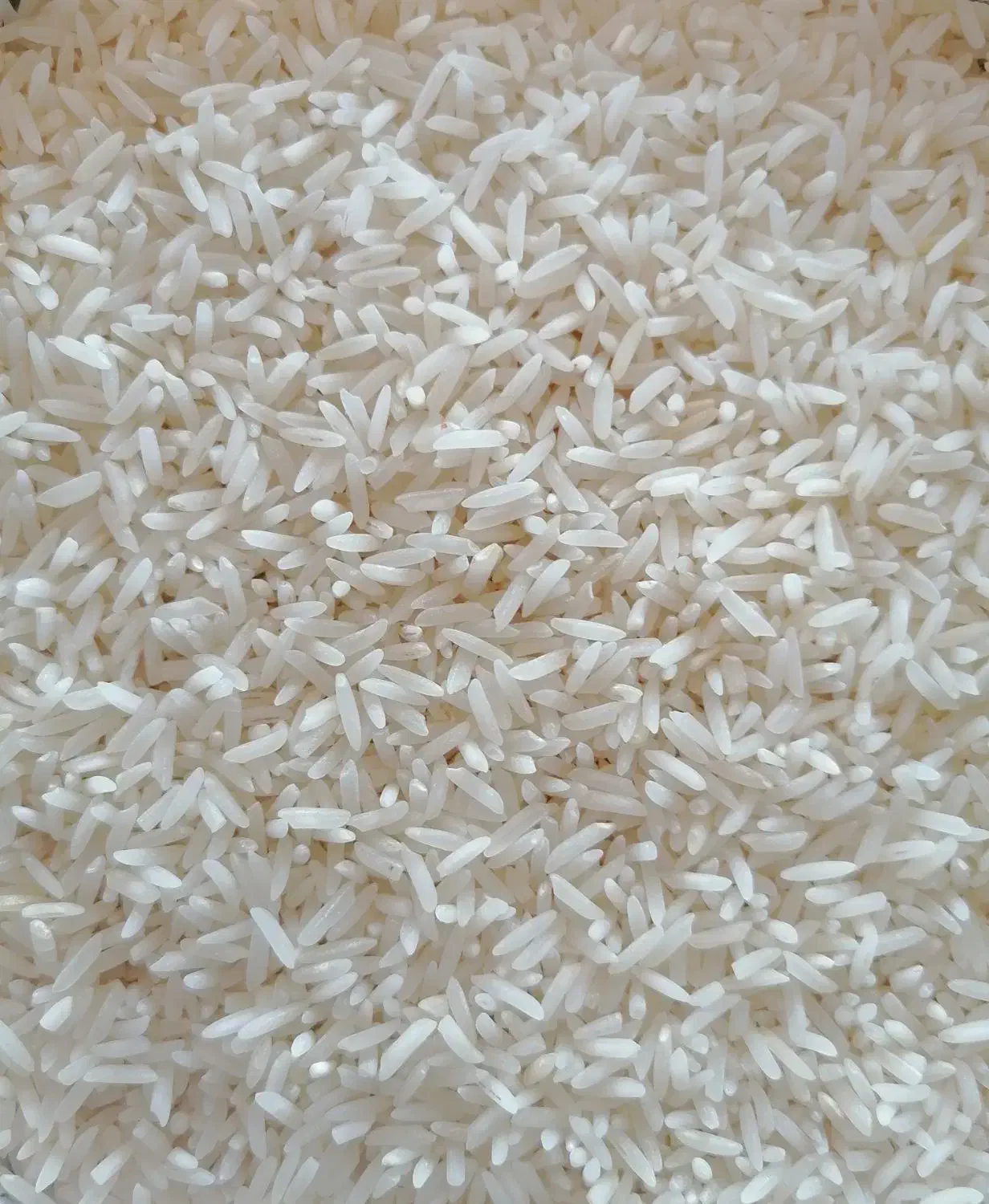 لاشه طارم ممتاز، درشت و معطر|خوردنی و آشامیدنی|کردکوی, |دیوار