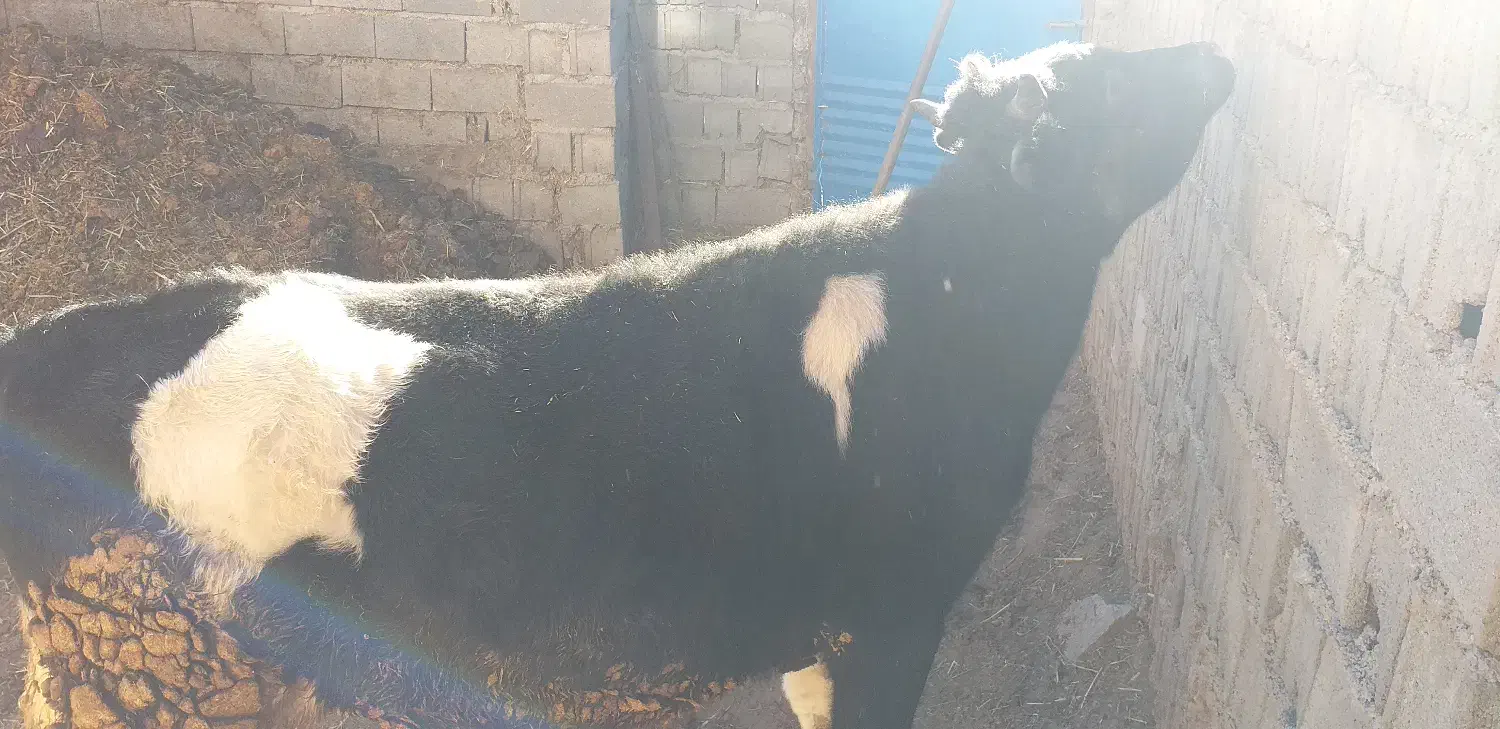 گوساله نر.|حیوانات مزرعه|بلده, |دیوار