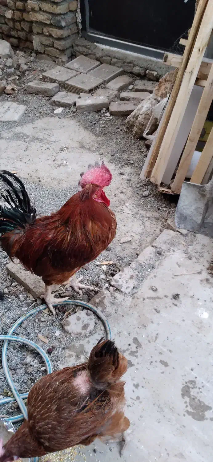 خروس محلی|حیوانات مزرعه|کرمانشاه, |دیوار