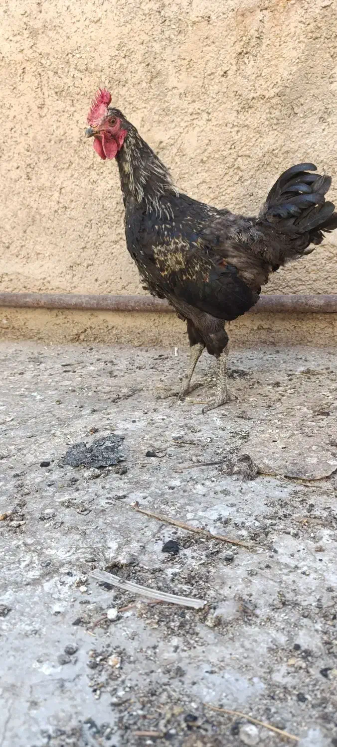 خروس محلی|حیوانات مزرعه|شیراز, دروازه قران|دیوار